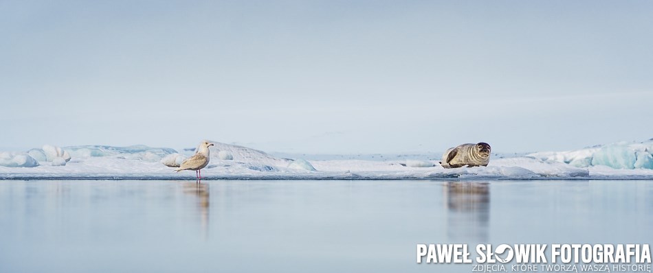 Foka Islandia